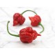 Trinidad Scorpion Moruga peper